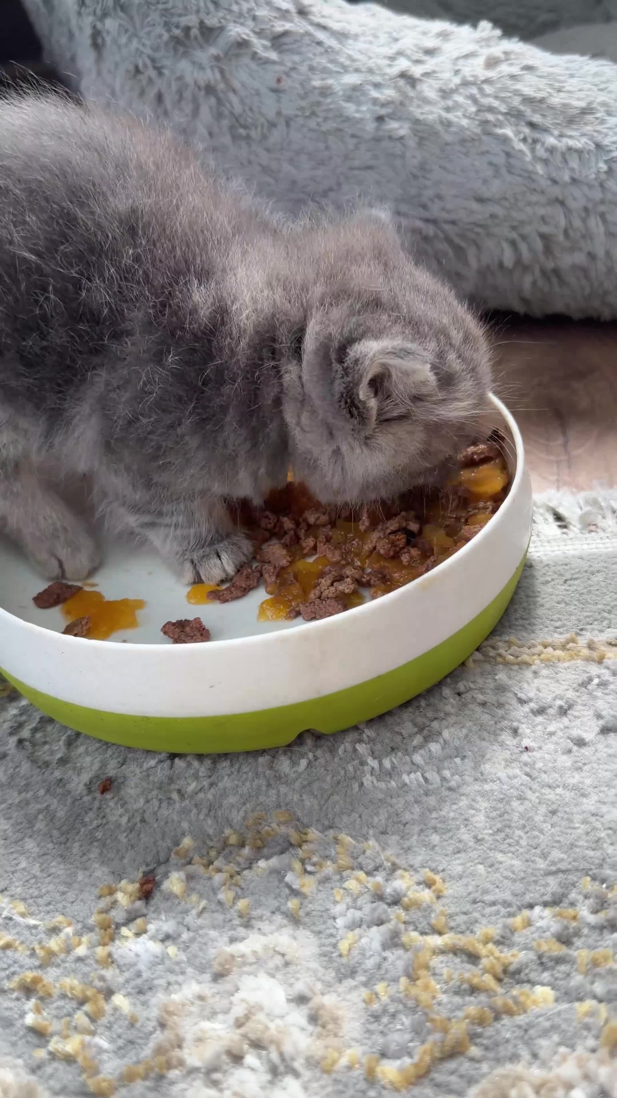 Scottish Fold cats for sale: 😊Tabby Scottish fold  - Video 1