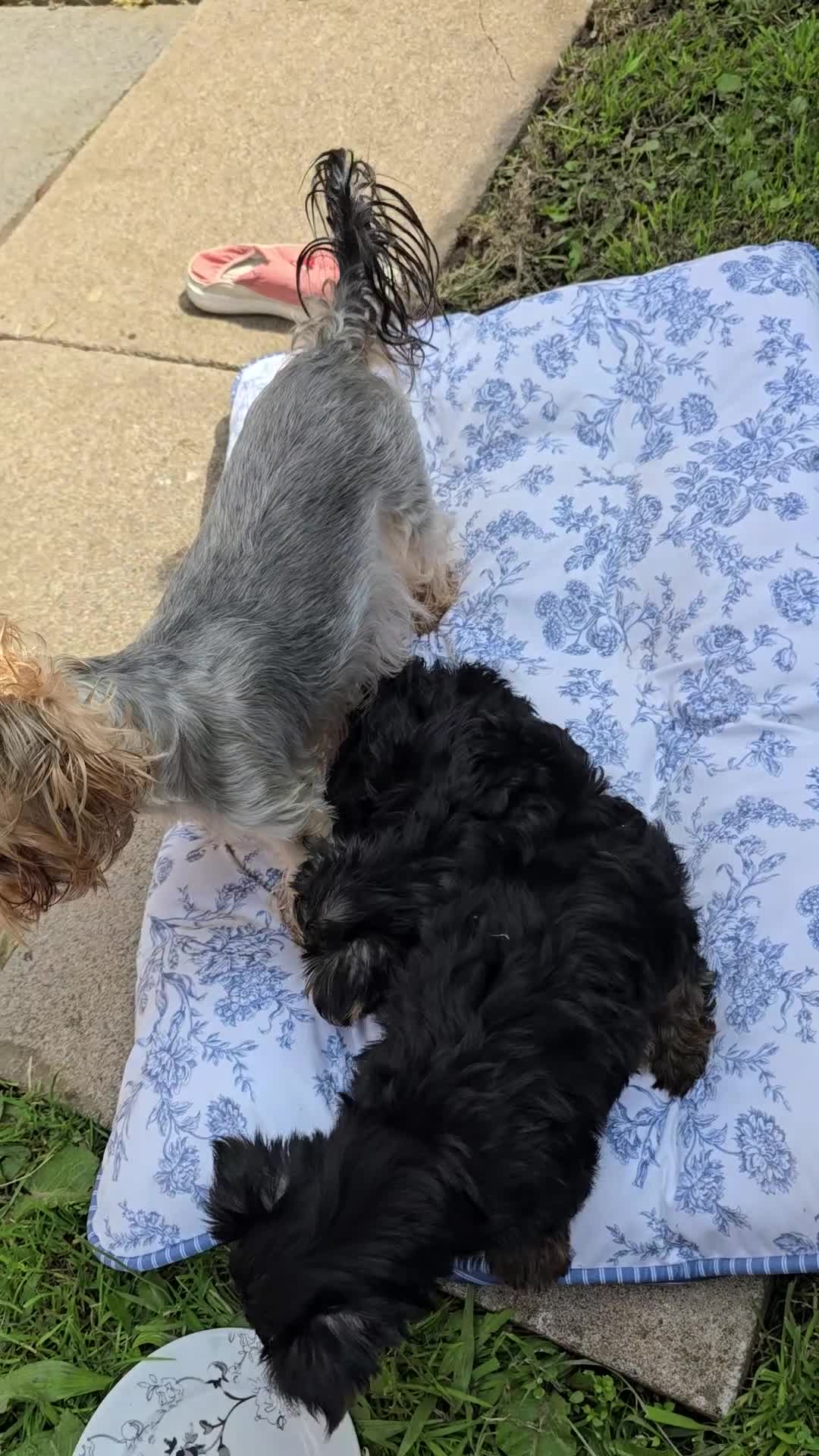 Yorkshire Terrier dogs for sale: Aurelija  - Video 1