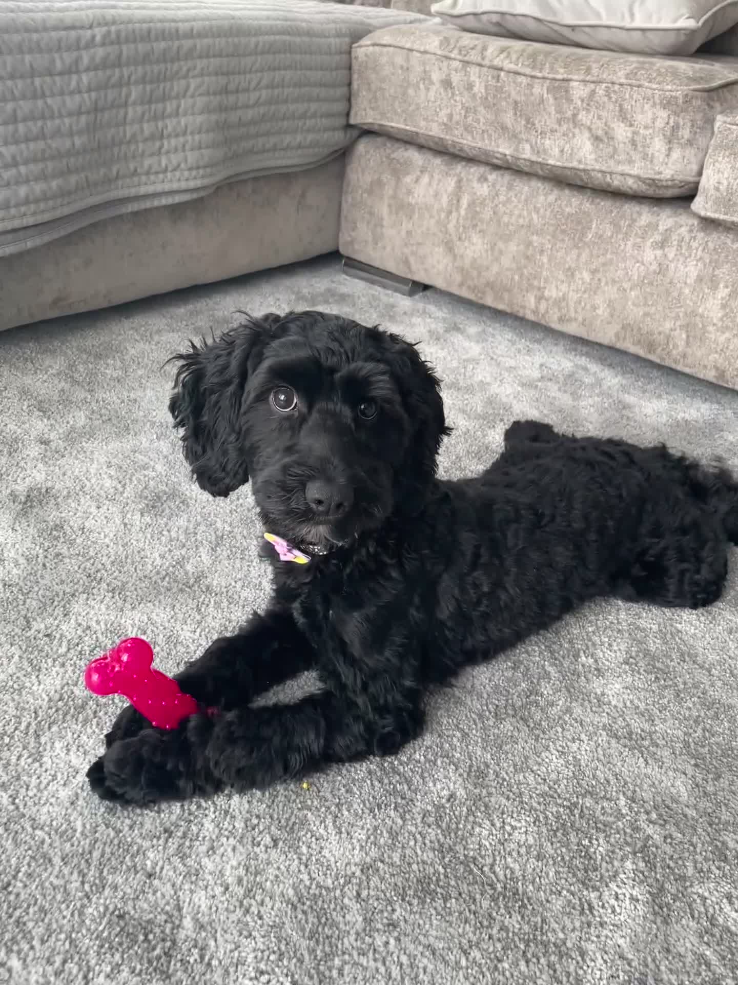 Cockapoo dogs for sale: Cockapoo 10 months old Puppy - Video 2