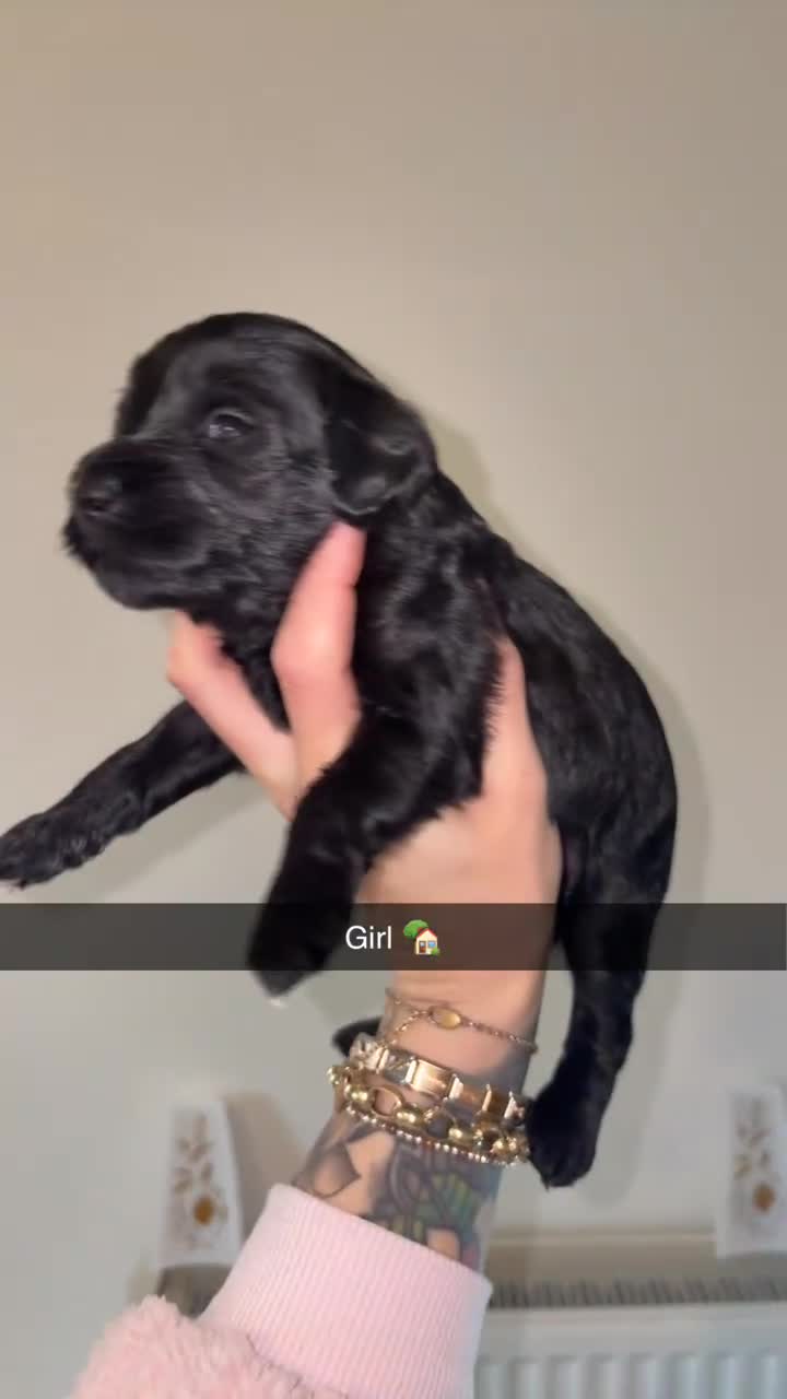 Labradoodle dogs for sale: F1B miniature labradoodles  - Video 4