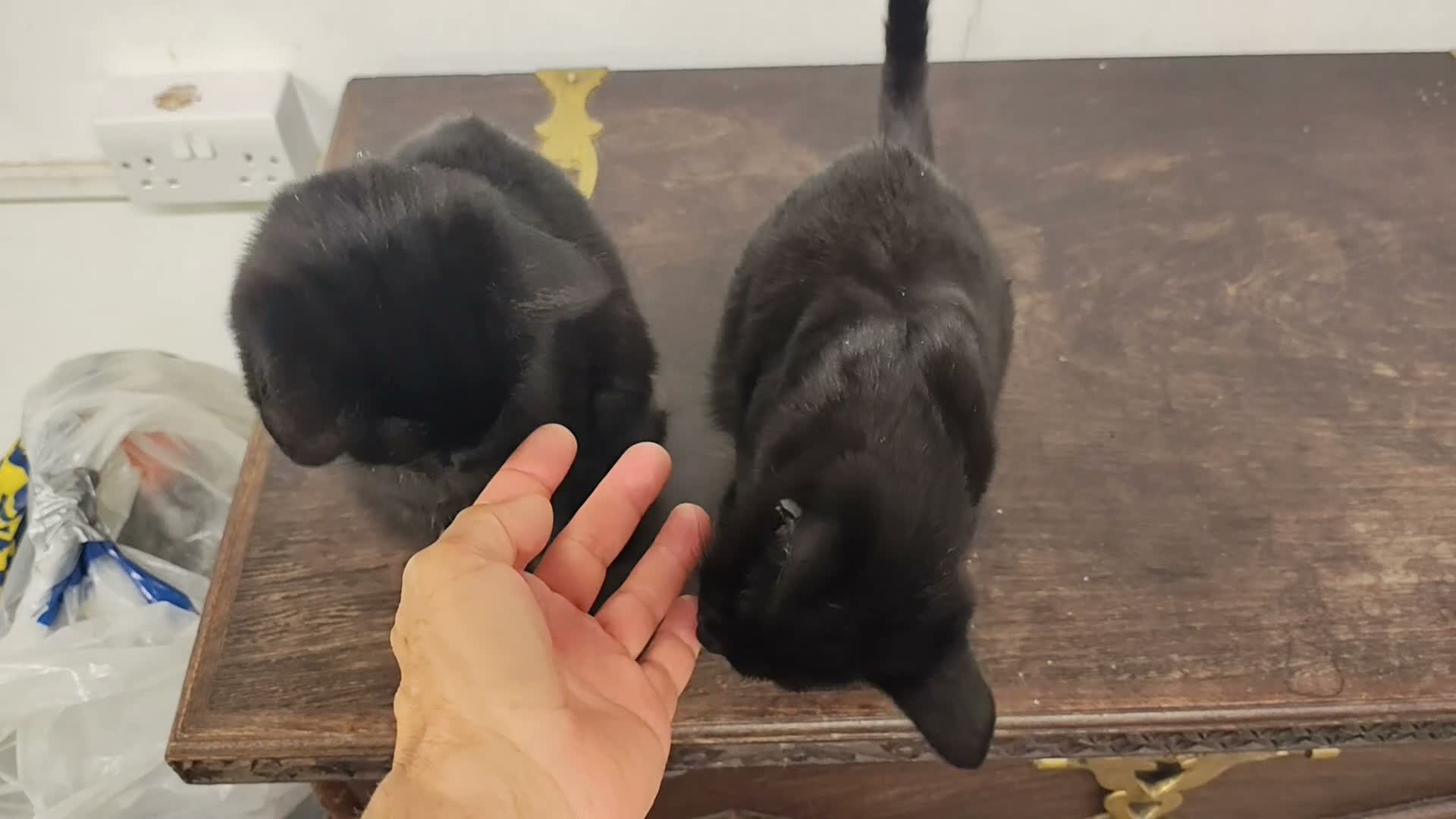 Mixed Breed cats for sale: Adorable 9 month old sisters  - Video 1