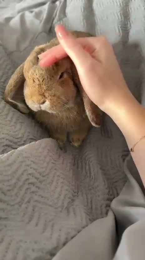 Mini Lop rabbits for sale: 2 Mini Lop Rabbits - 1 year old, bonded Pair  - Video 1