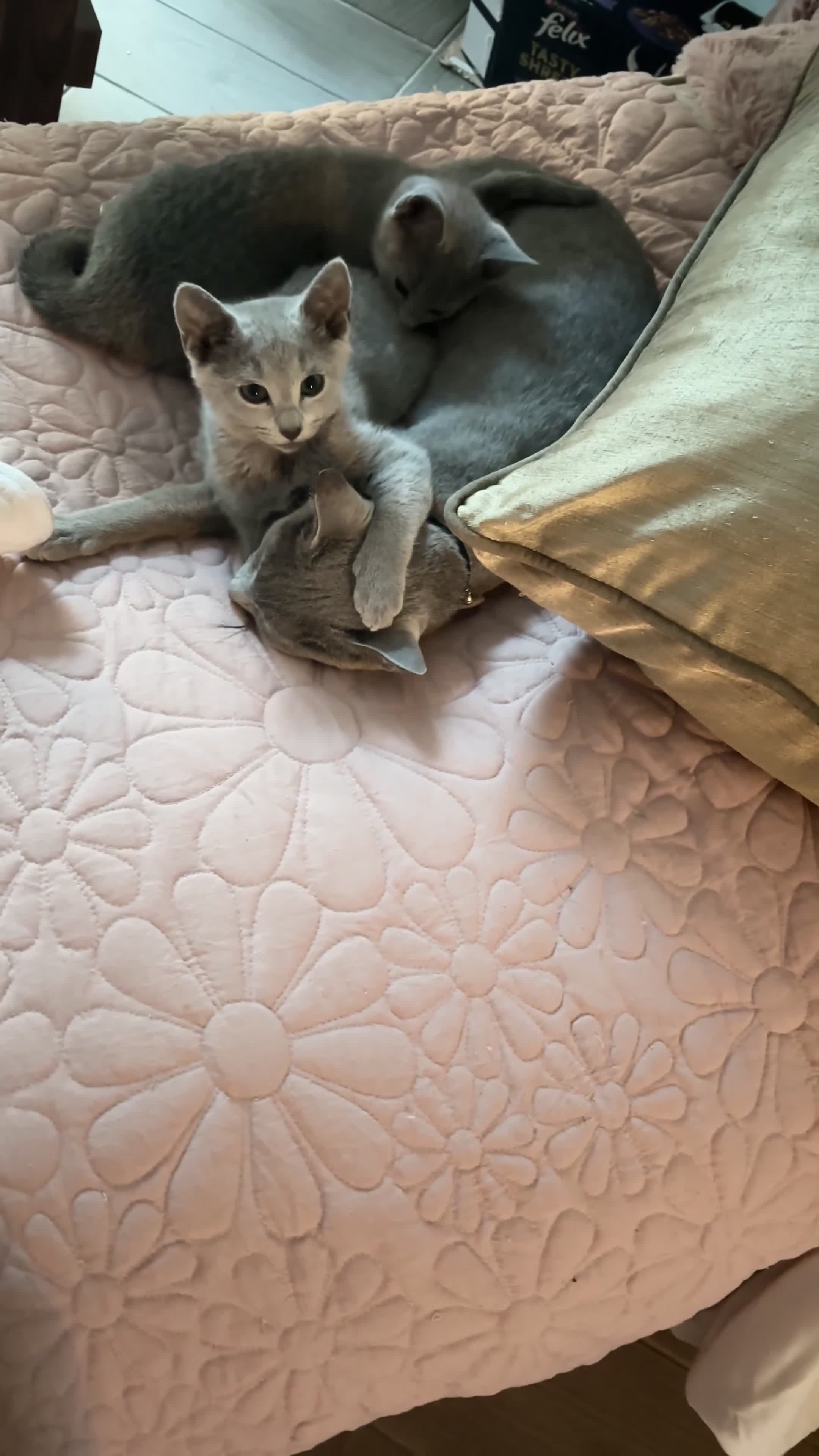 Russian Blue cats for sale: ***Gorgeous TICA Russian Blue Kitten Girl*** - Video 1