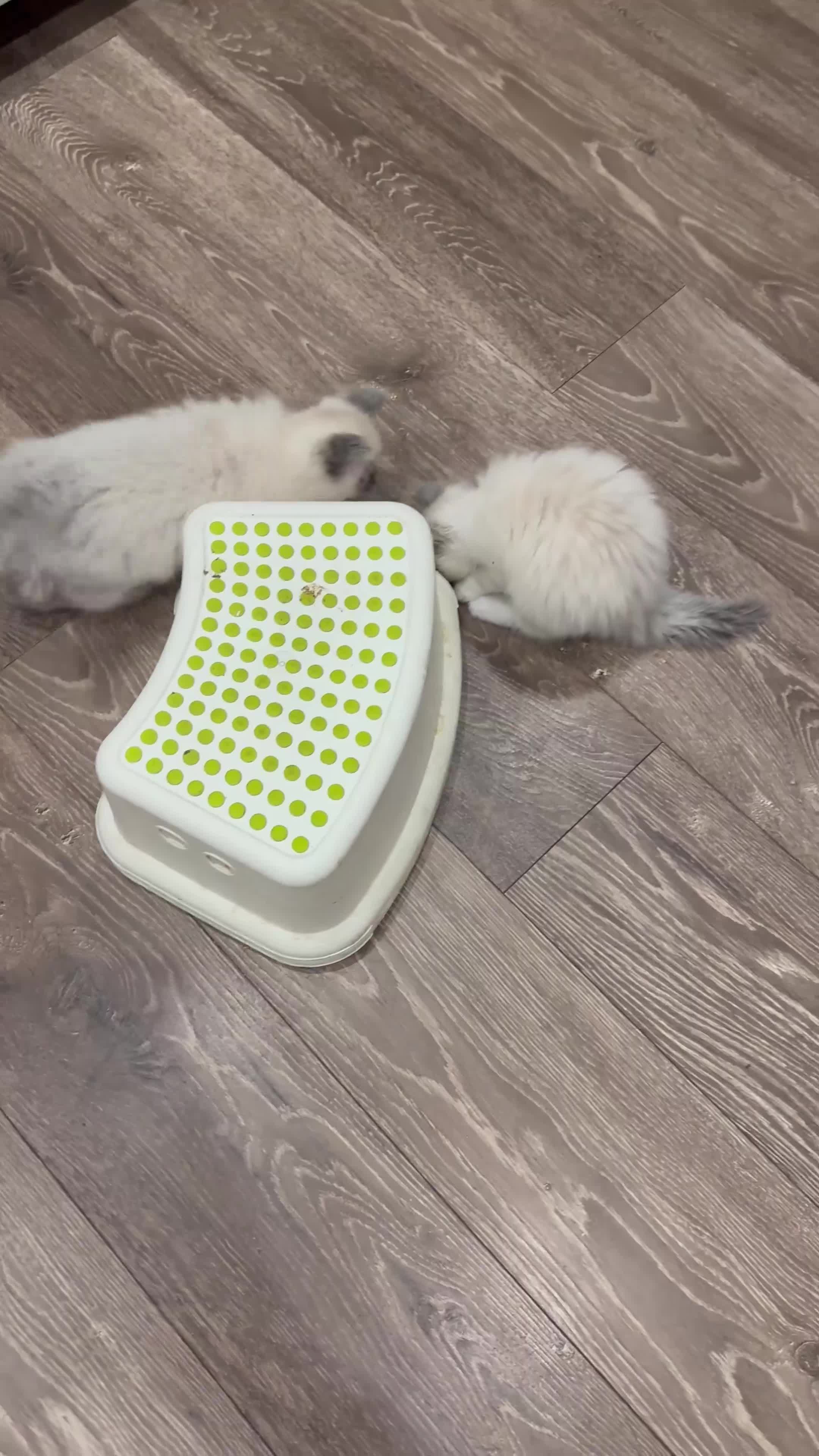 Ragdoll cats for sale: Last 3 Boys and Mom stunning pure Ragdoll - Video 5