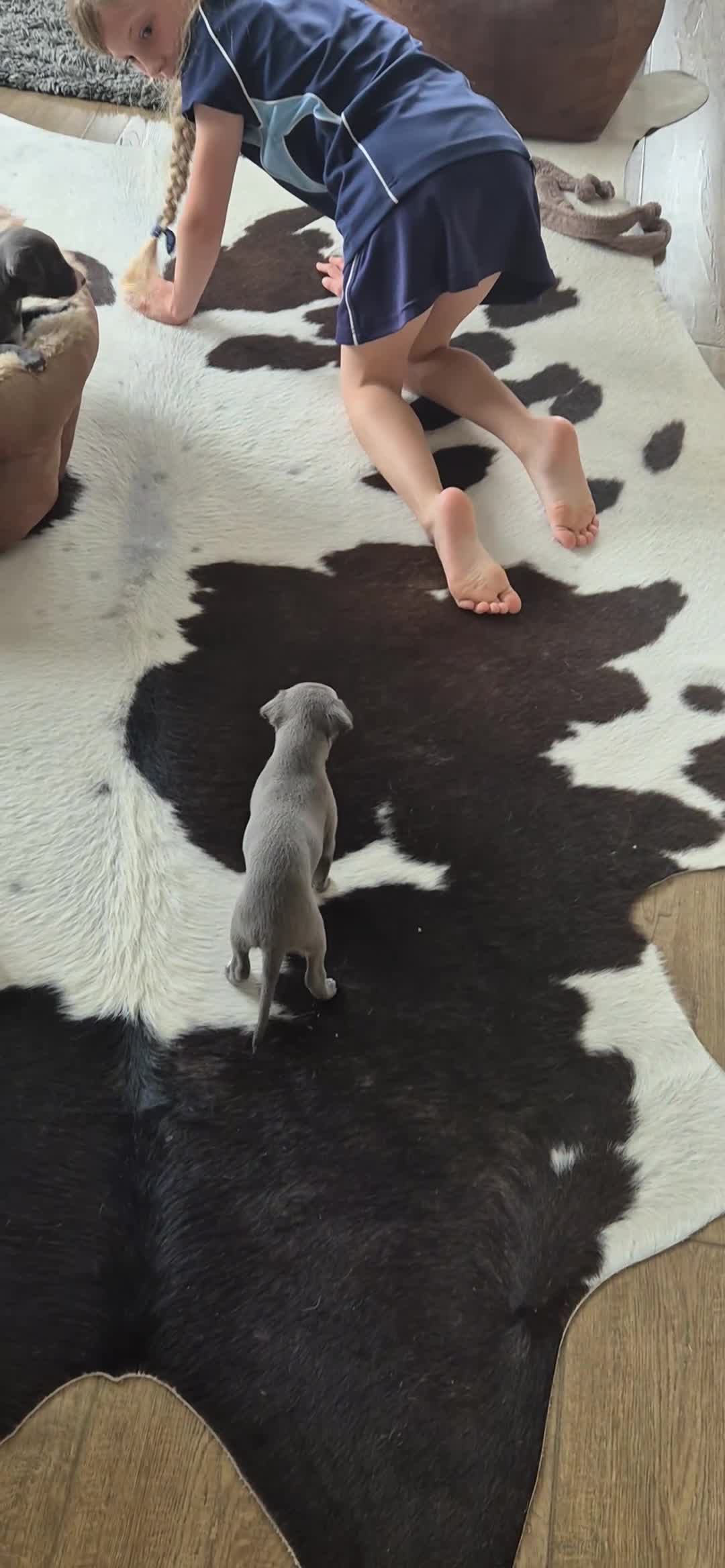 Whippet dogs for sale: Whippet puppies (small) blue, boys - Video 1