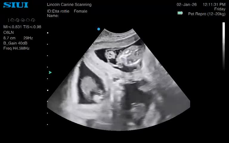 Rottweiler dogs for sale: ETTA'S PUPS COMING SOON!  - Video 1