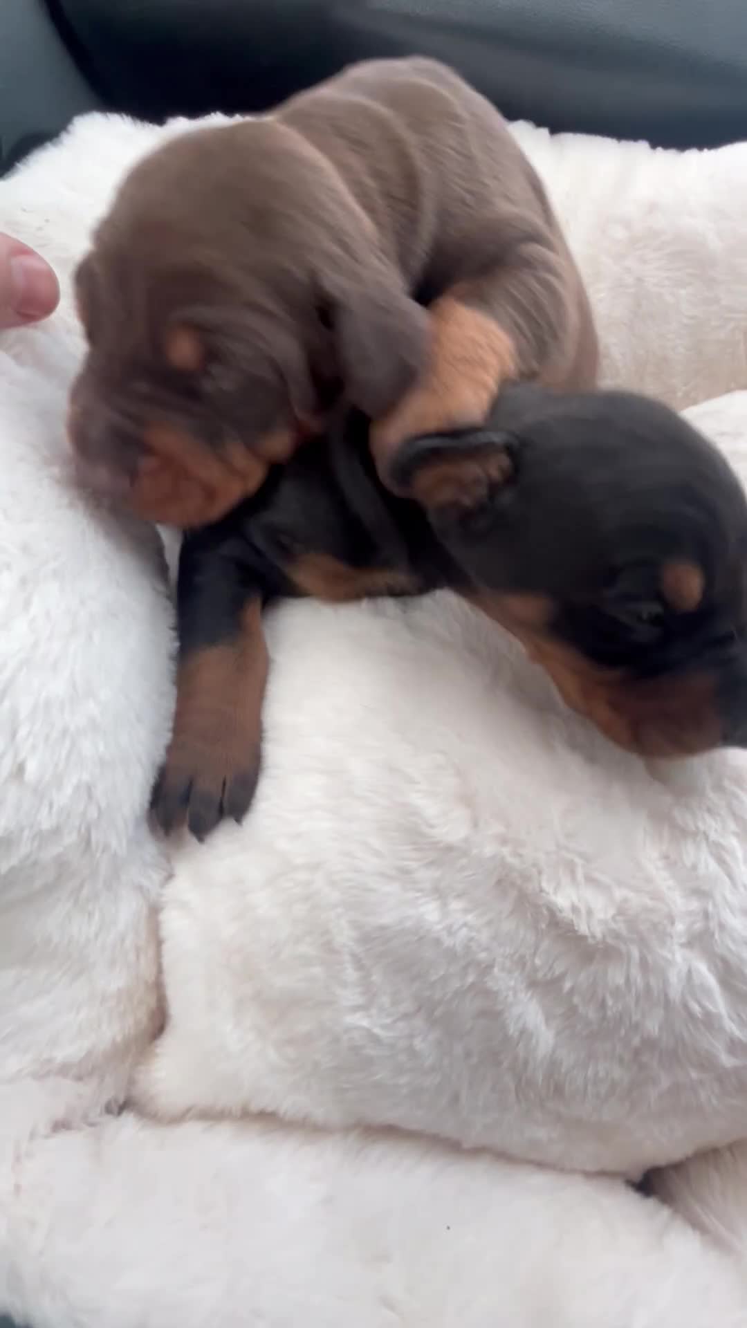Dobermann dogs for sale: Top quality Doberman puppies  - Video 2