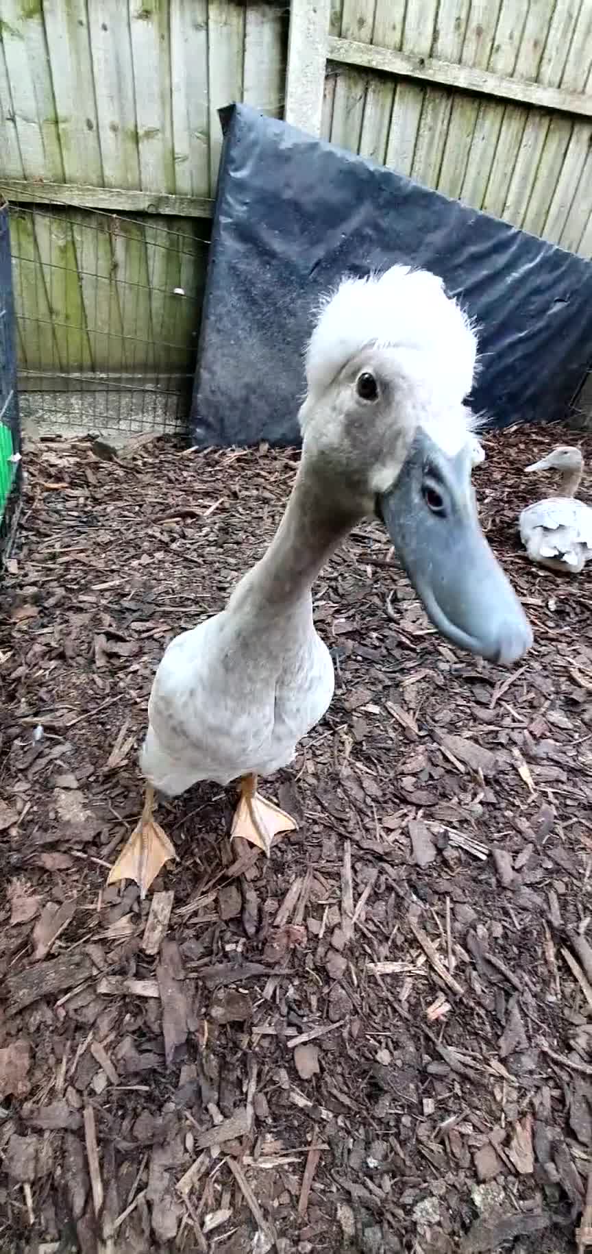Ducks poultry for sale: Rare colour Pure bred silver runner Ducks  - Video 1