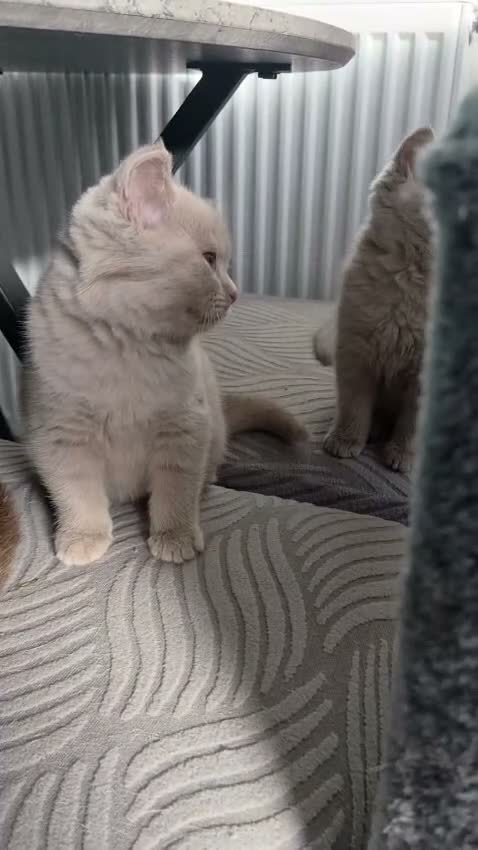 Scottish Fold cats for sale: 3 scottish stright females  - Video 1