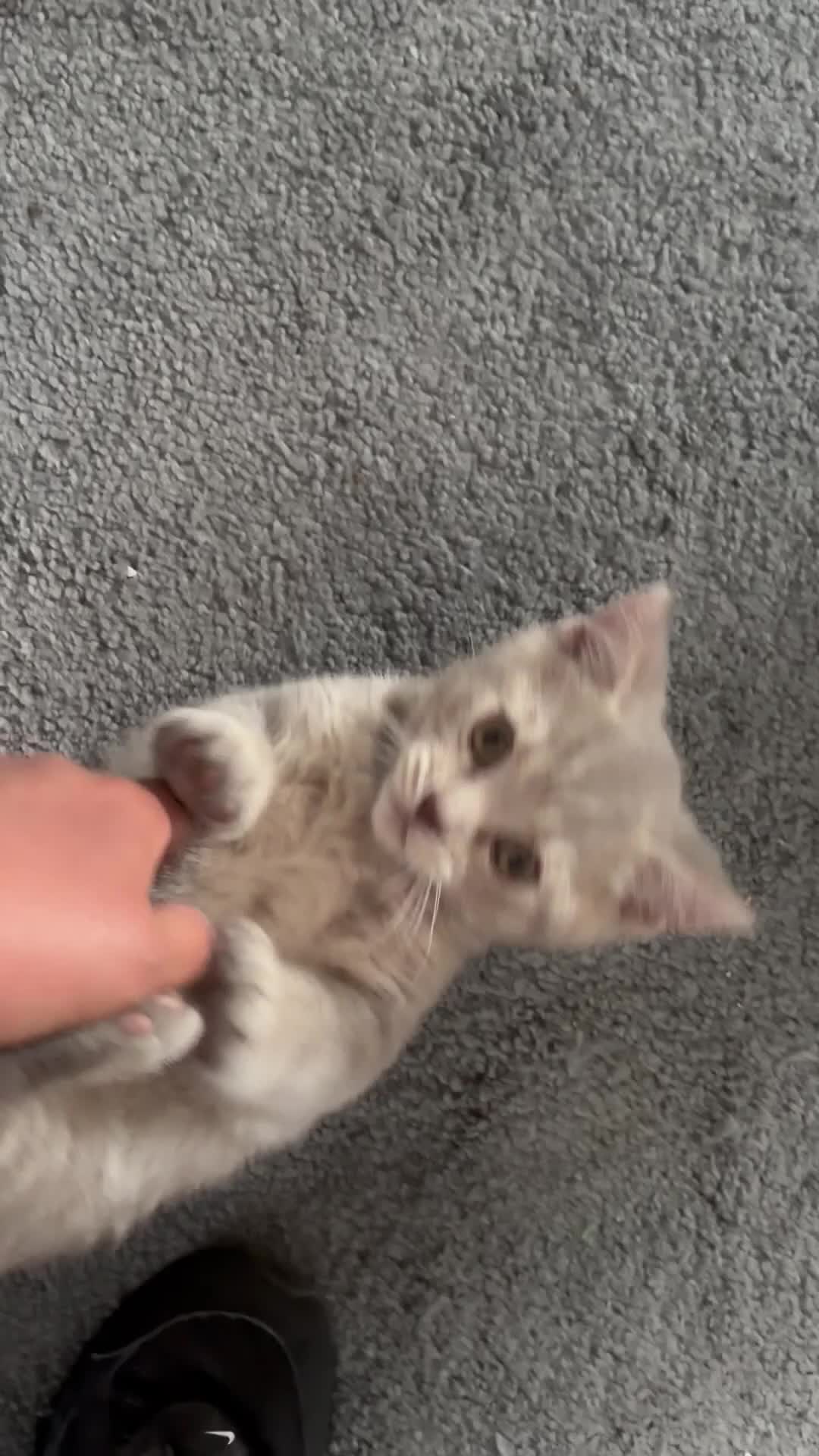 British Shorthair cats for sale: Gorgeous British Shorthair kittens ready to leave. - Video 1