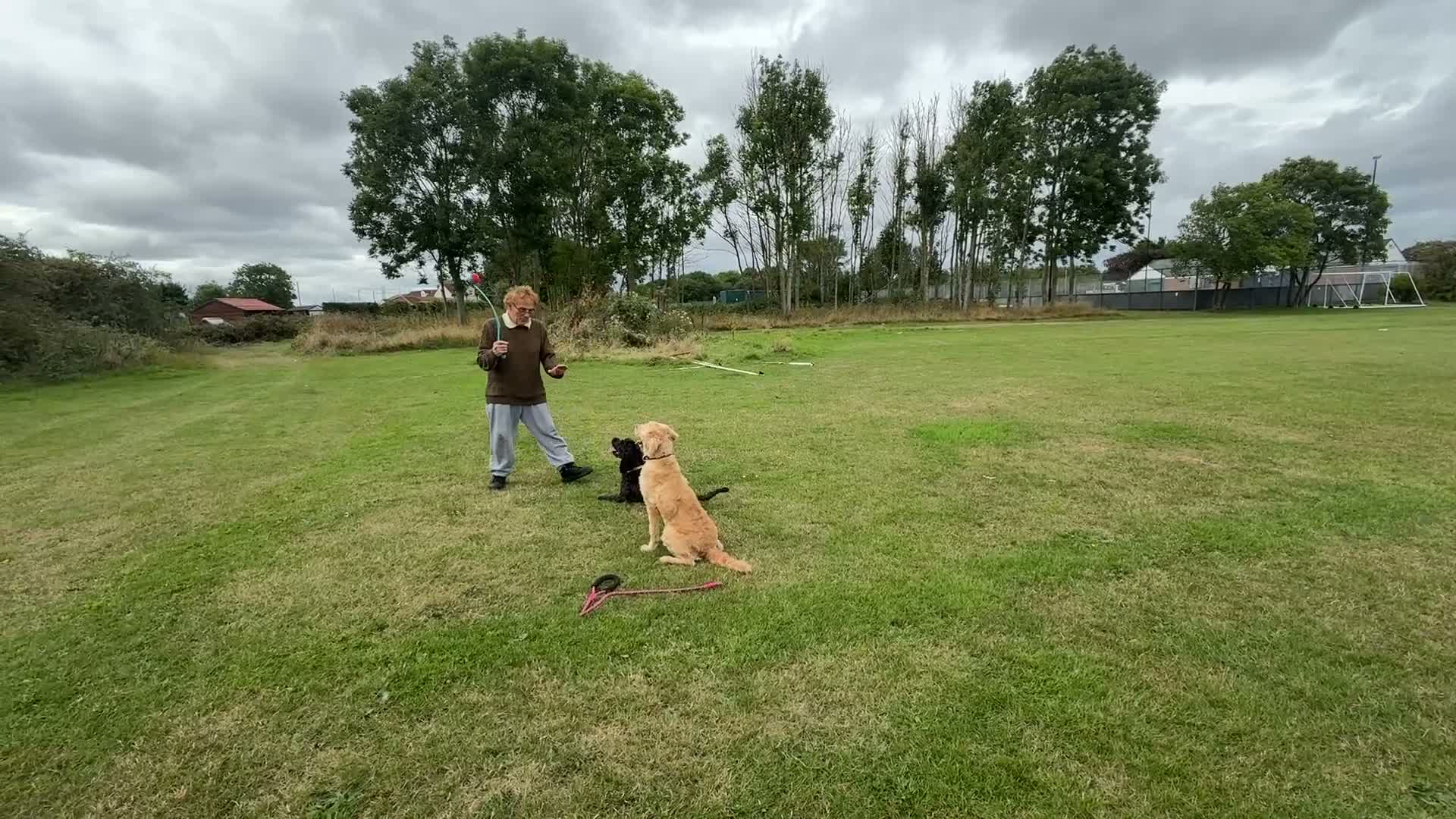 Mixed Breed dogs for sale: Australia Labradoodle 3 years old  - Video 2