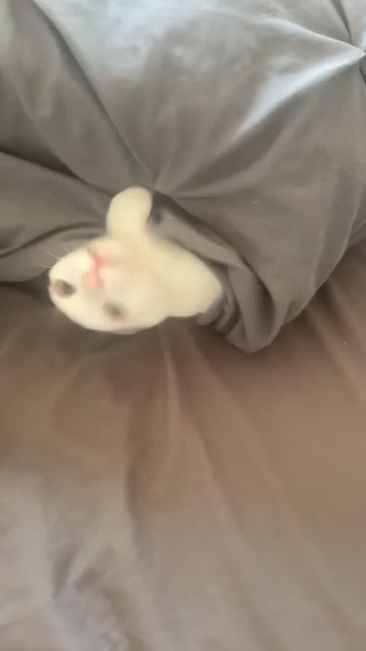 British Shorthair cats for sale: Cat rehome - Video 1