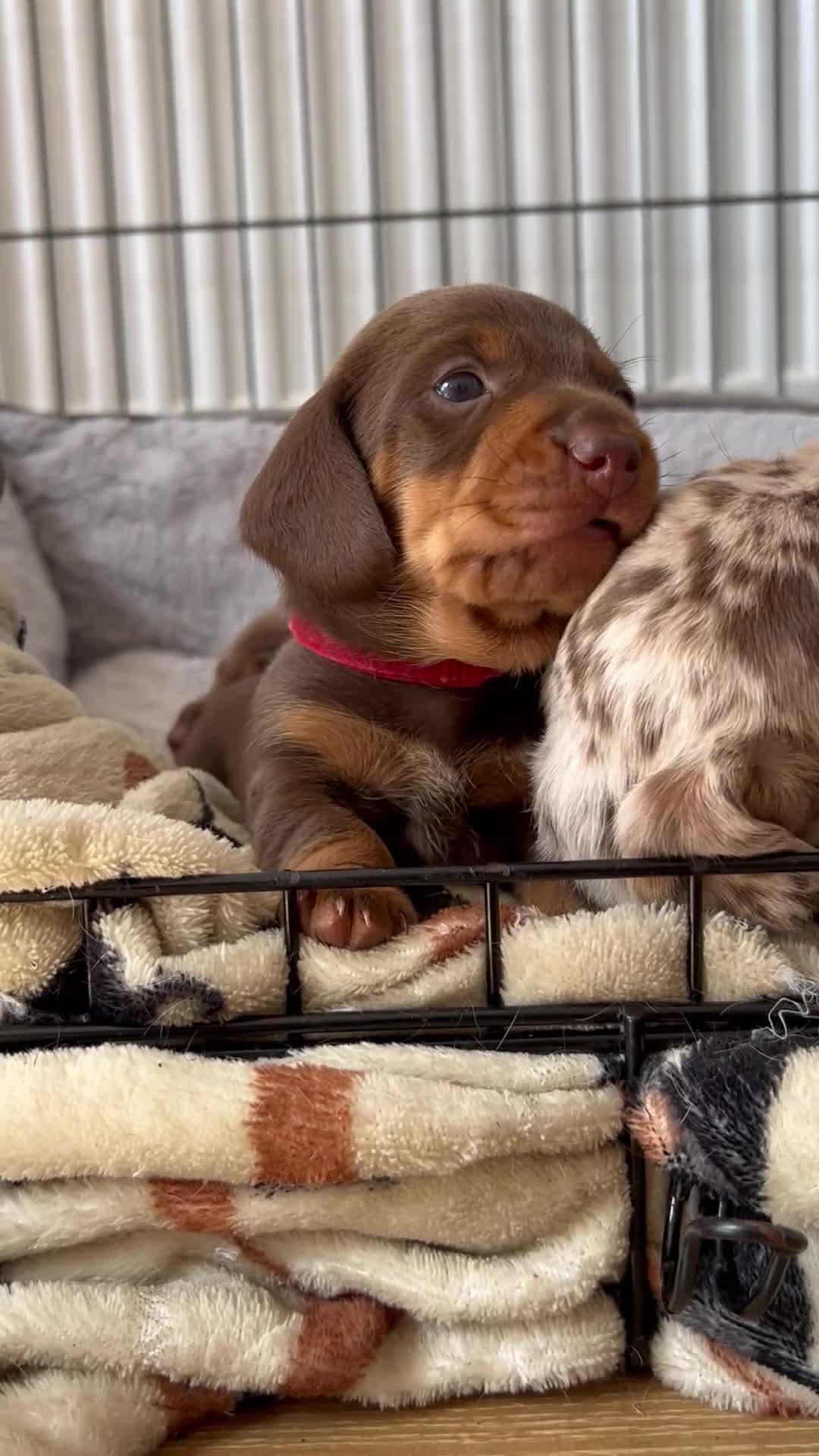 Dachshund dogs for sale: REDUCED*1 LEFT!! *BEAUTIFUL Miniature Dachshund's  - Video 4