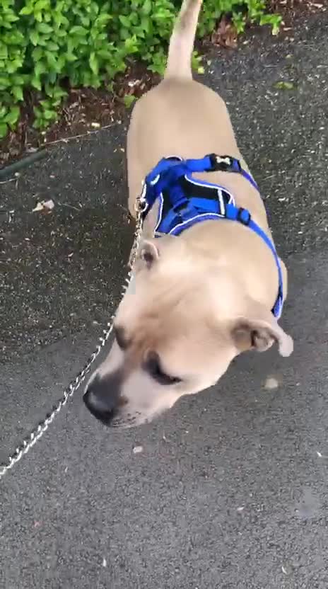 Mixed Breed dogs for sale: Luna 4 year Staffy cross  - Video 2