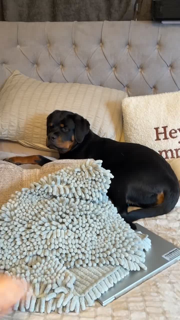 Rottweiler dogs for sale: Gorgeous Rottweiler puppy Nanci - Video 2