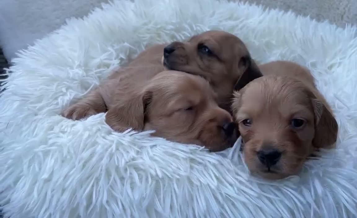 Dachshund dogs for sale: 🐾 3 Stunning Dachshund Puppies – Loving Homes ❤️ - Video 1