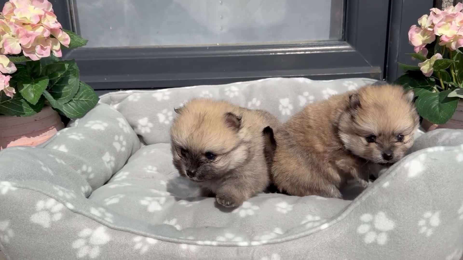 Pomeranian dogs for sale: Gorgeous Teddy Bear Pomeraians puppies  in Newton Abbot - Video 1