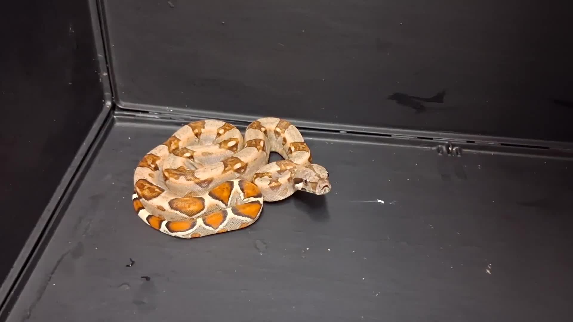 Boa Snake reptiles for sale: Boa constrictors Het IMG-BEA-Anery - Video 1