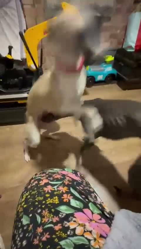 Whippet dogs for sale: Litter Due soon in Melksham - Video 1