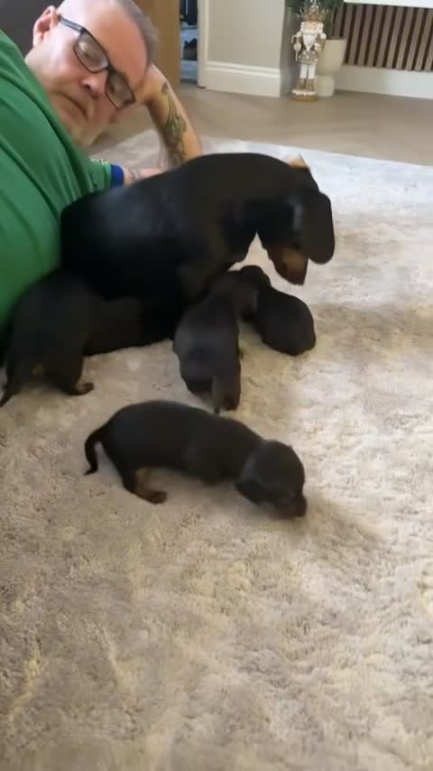 Dachshund dogs for sale: Dachshund forsale  - Video 1