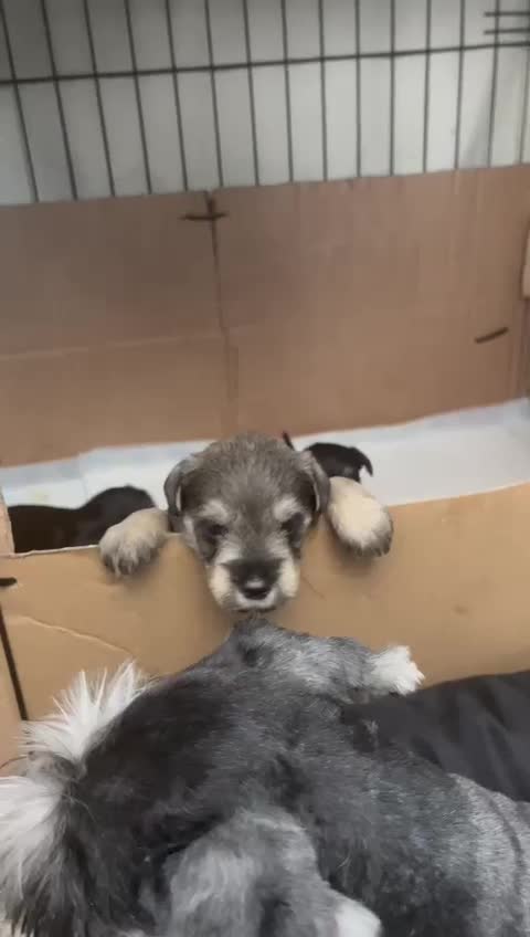 Miniature Schnauzer dogs for stud: Handsome black and silver Miniature Schnauzer  in Cambridge - Video 2