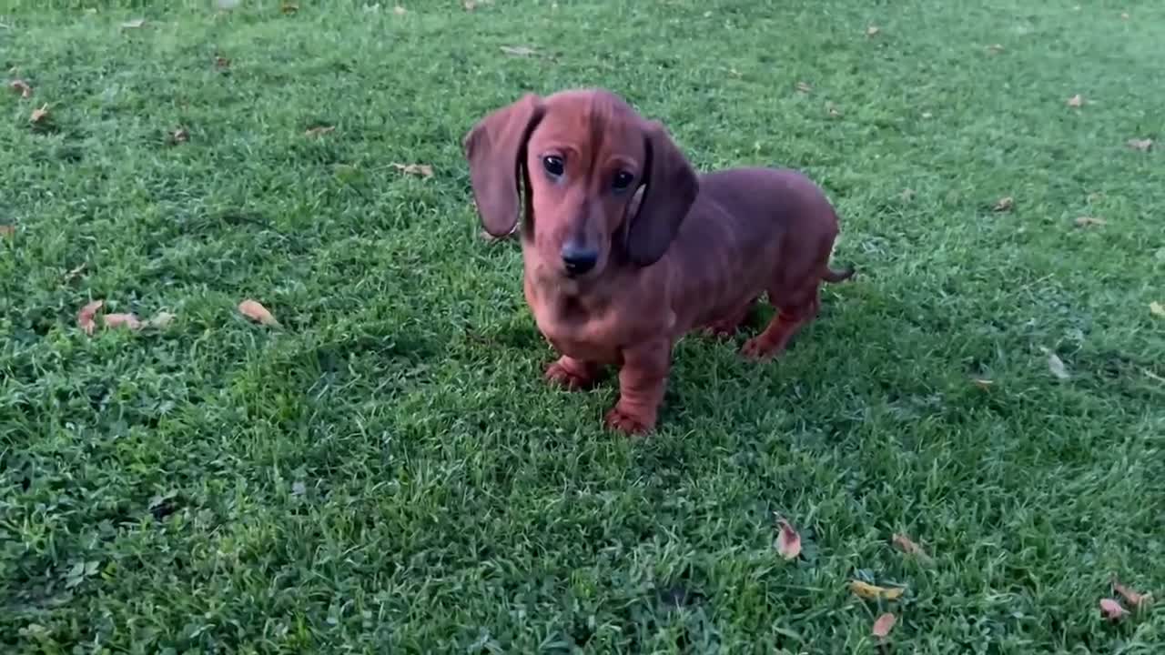 Miniature Dachshund dogs for sale: Lovable kc reg boys  - Video 2