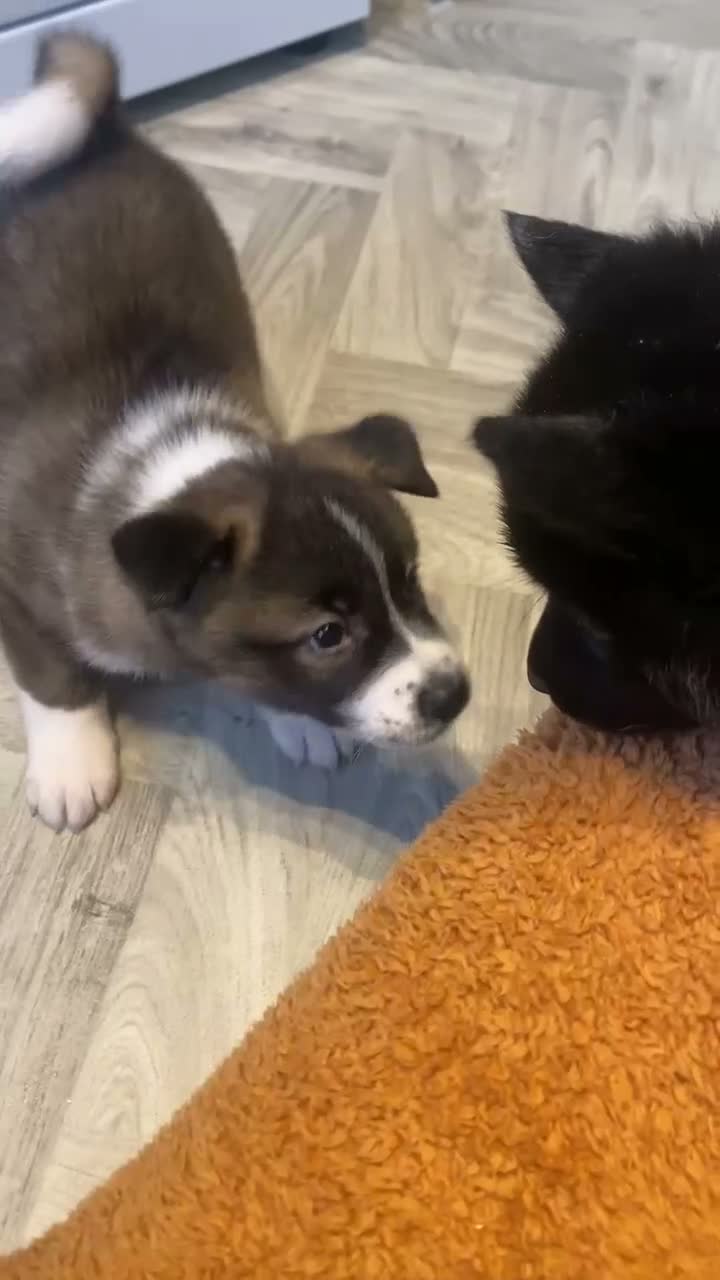 Akita dogs for sale: Husky/Akita  in Blackpool - Video 2