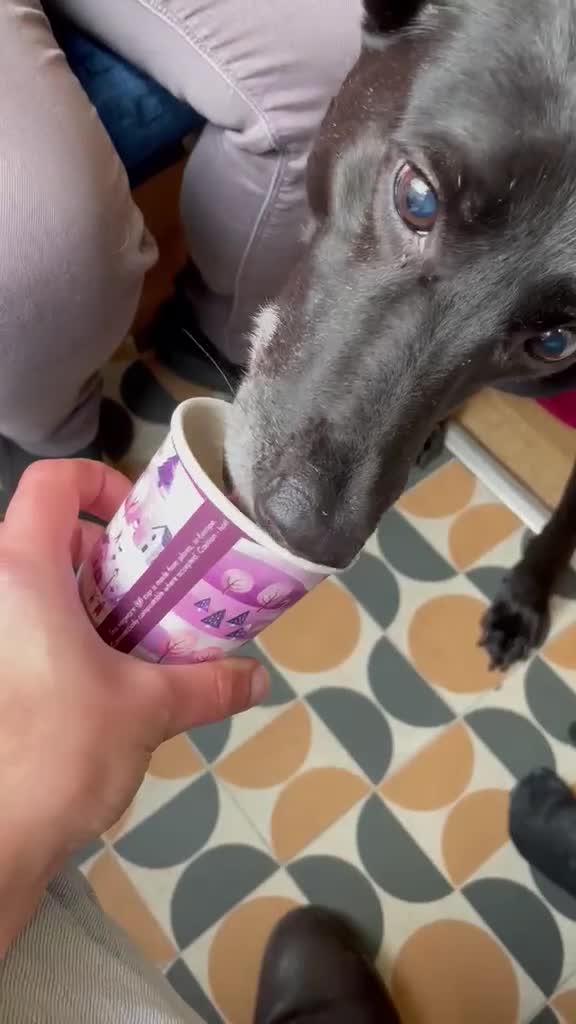 Mixed Breed dogs for adoption: ❤️🐶 MARY – SHE IS PERFECT WITH HER PEOPLE - Video 1
