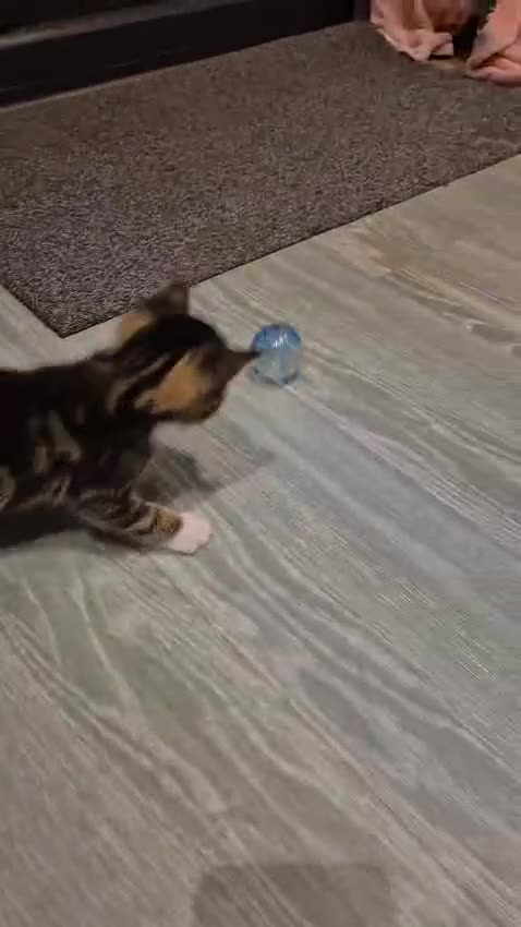 Bengal cats for sale: Bengal cross tabby’s  - Video 1