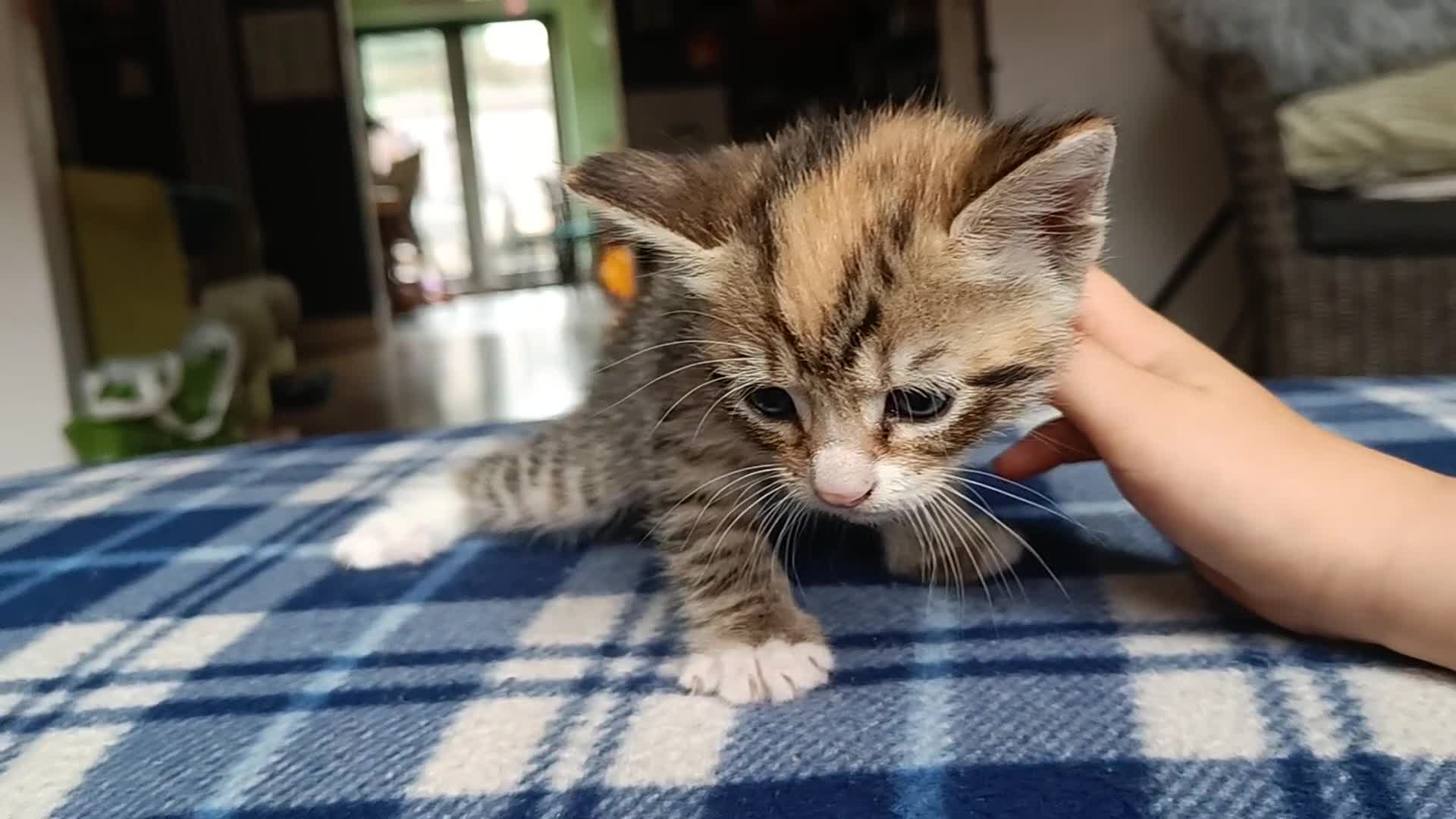 Mixed Breed cats for sale: Calico Mum, Tabby Dad kittens for sale - Video 2
