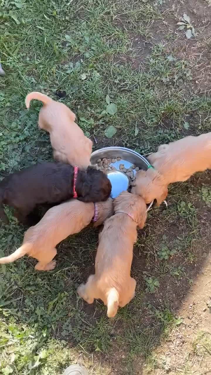 Cocker Spaniel dogs for sale: Cocker Spaniel puppies - Video 1