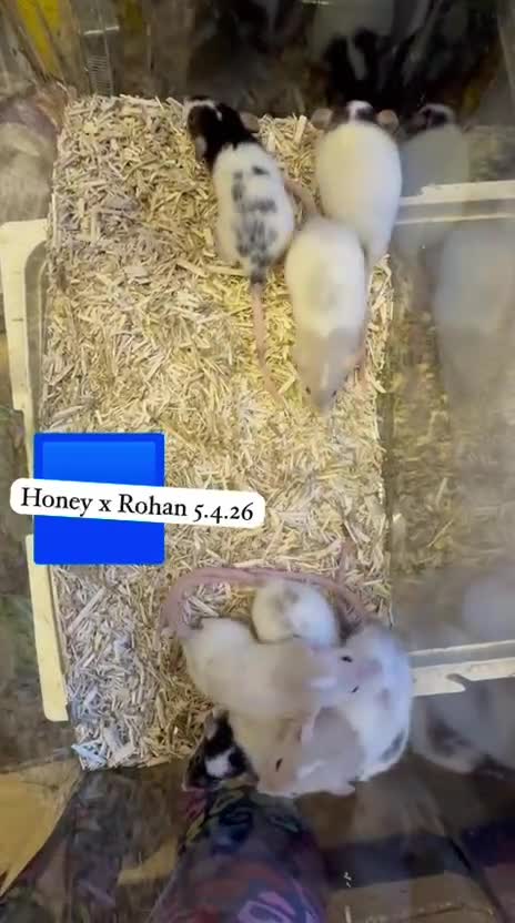 Rat rodents for sale: Beautiful full size and dwarf rats ready now - Video 1