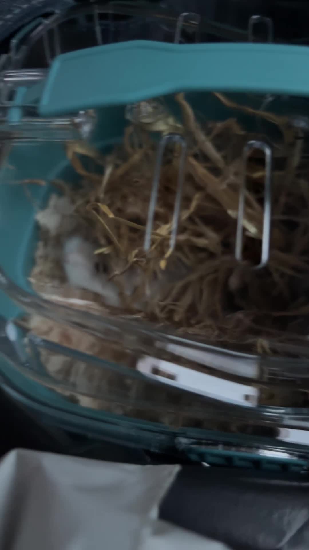 Hamster rodents for sale: Dwarf hamster + cage for sale- Manchester - Video 1
