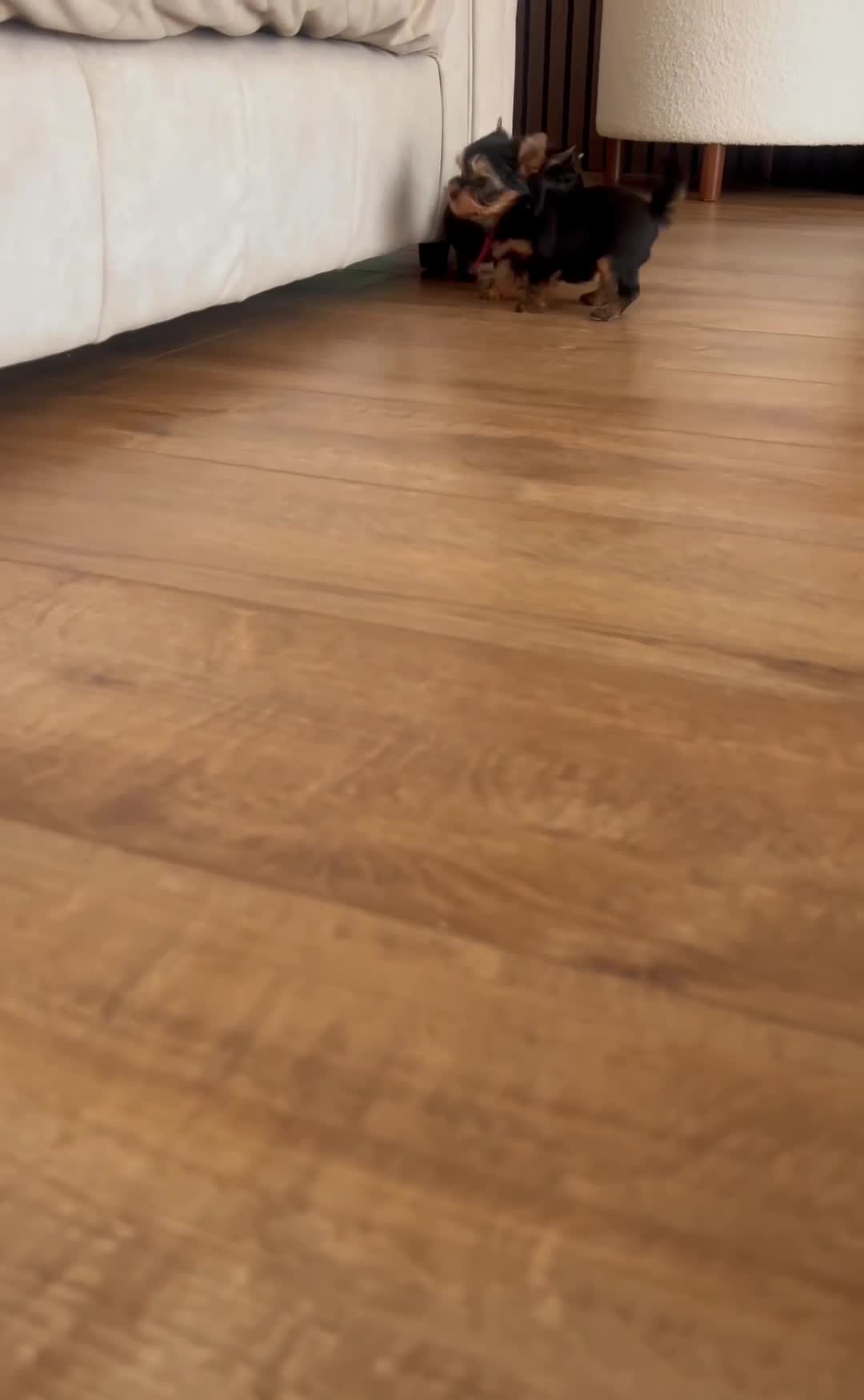 Yorkshire Terrier dogs for sale: 🌺 Only one tiny little girl is still available🌺 - Video 1