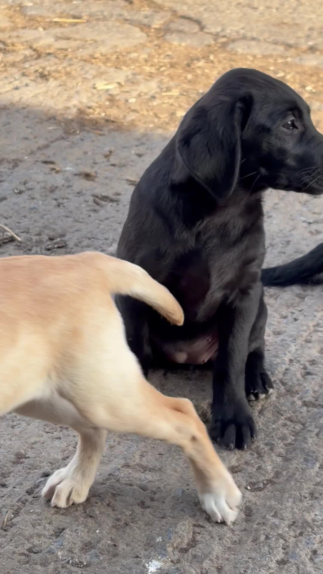 Labrador Retriever dogs for sale: Labrador Bitch Puppy  in Newcastle upon Tyne - Video 1