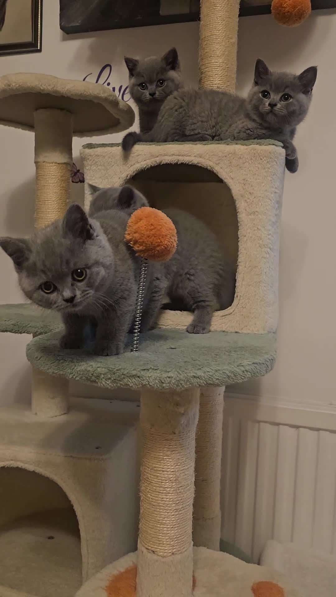 British Shorthair cats for sale: British Shorthair  - Video 2