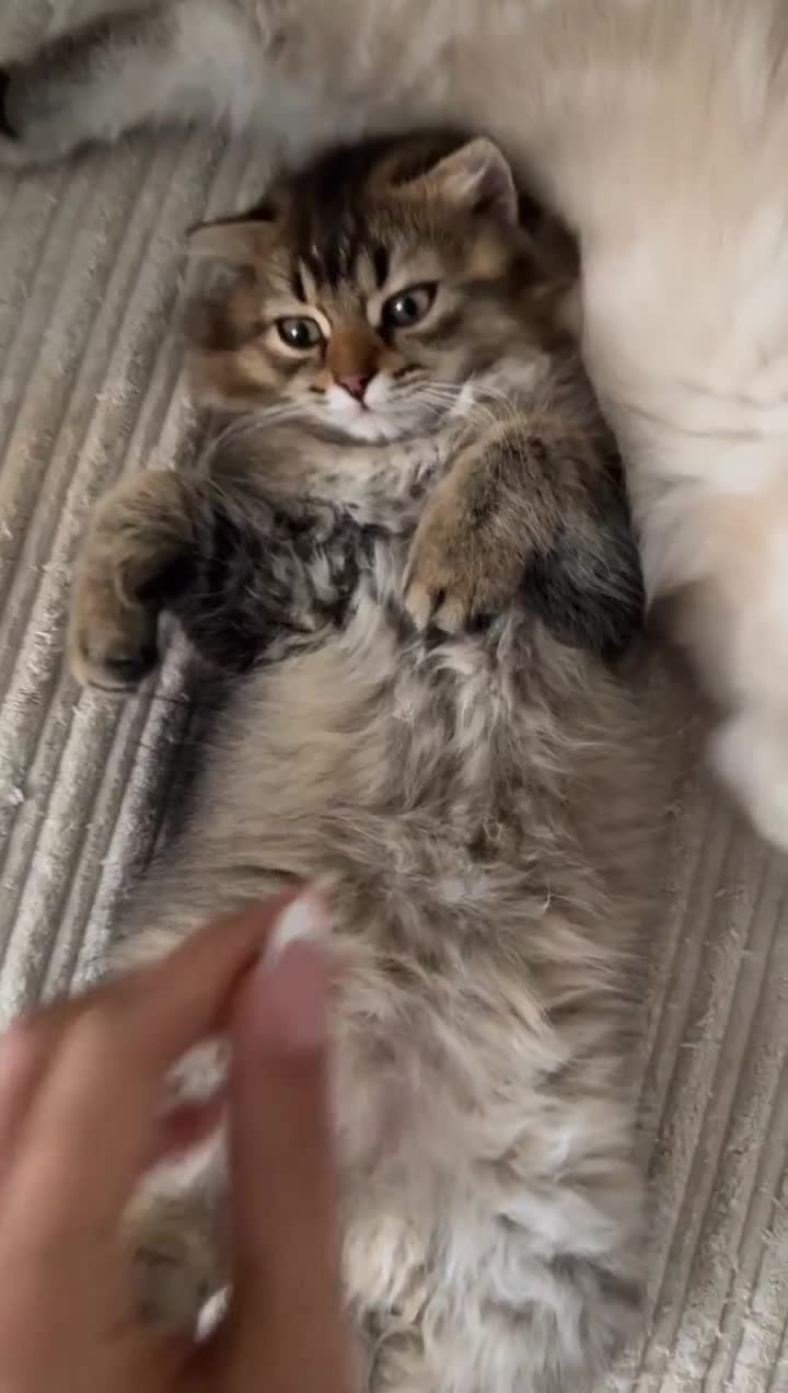 British Longhair cats for sale: British long hair  - Video 2