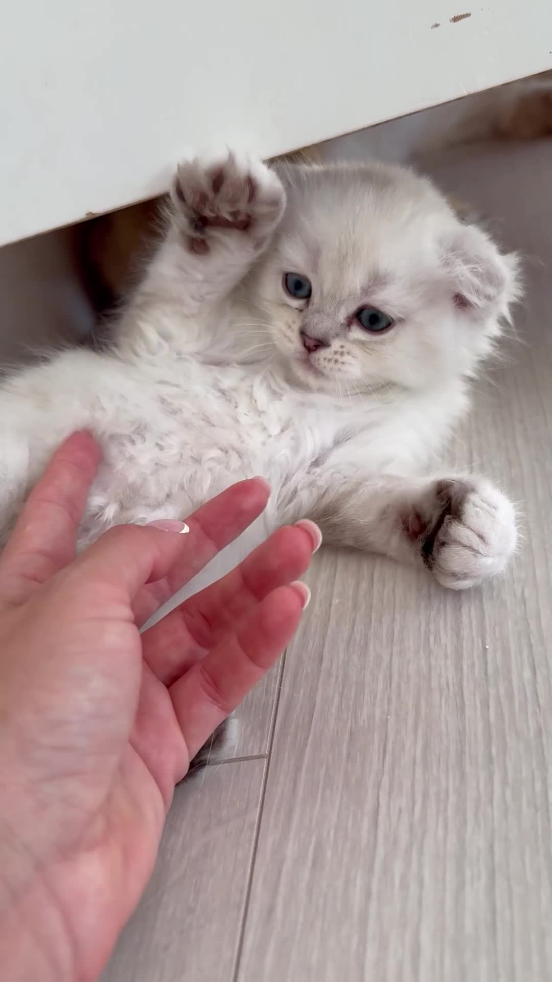Scottish Fold cats for sale: White Scottish Fold - Video 4