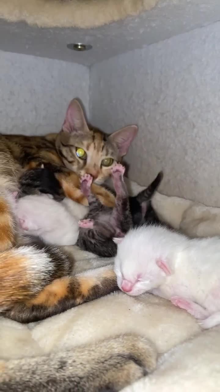 Mixed Breed cats for sale: Bengal mother. Father tabby with maincoon kittens  in Sanquhar - Video 1