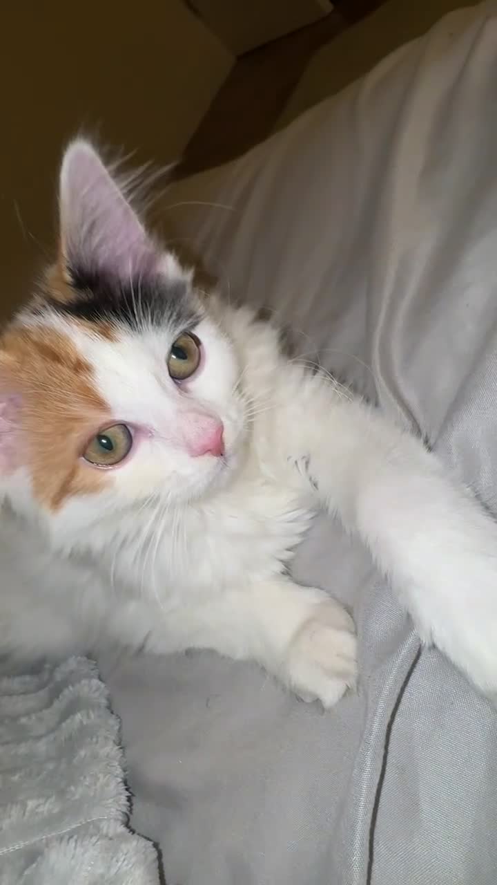 Mixed Breed cats for sale: Beautiful Calico Long-Haired Indoor Cat - Video 4