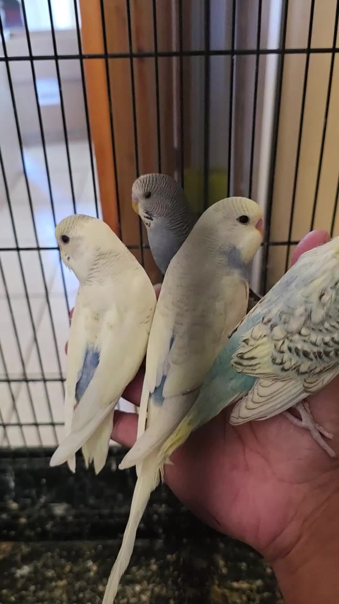 Budgerigars birds for sale: Hand tamed baby budgies for sale  - Video 2