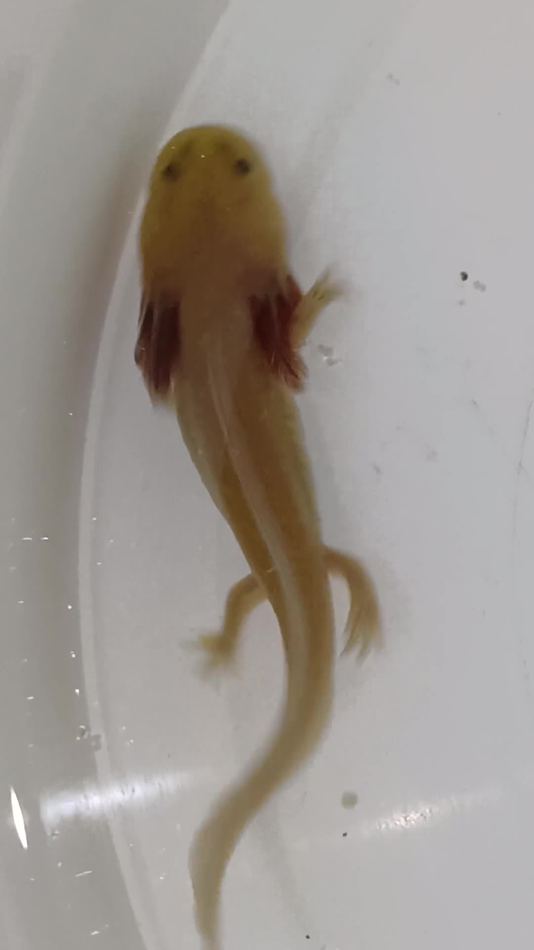 Other/Mixed Breed fish for sale: Axolotls babies gold and copper  - Video 1