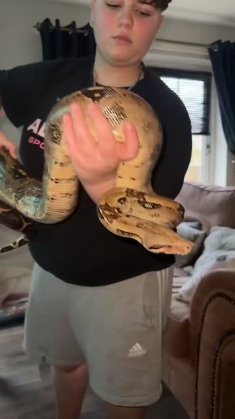 Boa Snake reptiles for sale: Common boa - Video 1