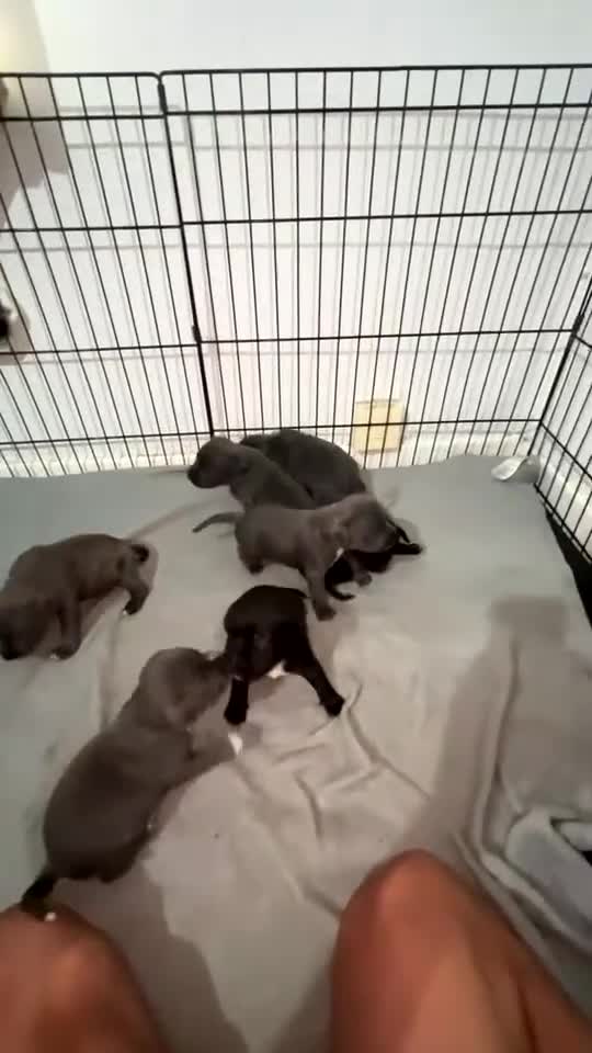 Staffordshire Bull Terrier dogs for sale: KC Reg Staffy Puppies Ready 3rd Dec - Video 1