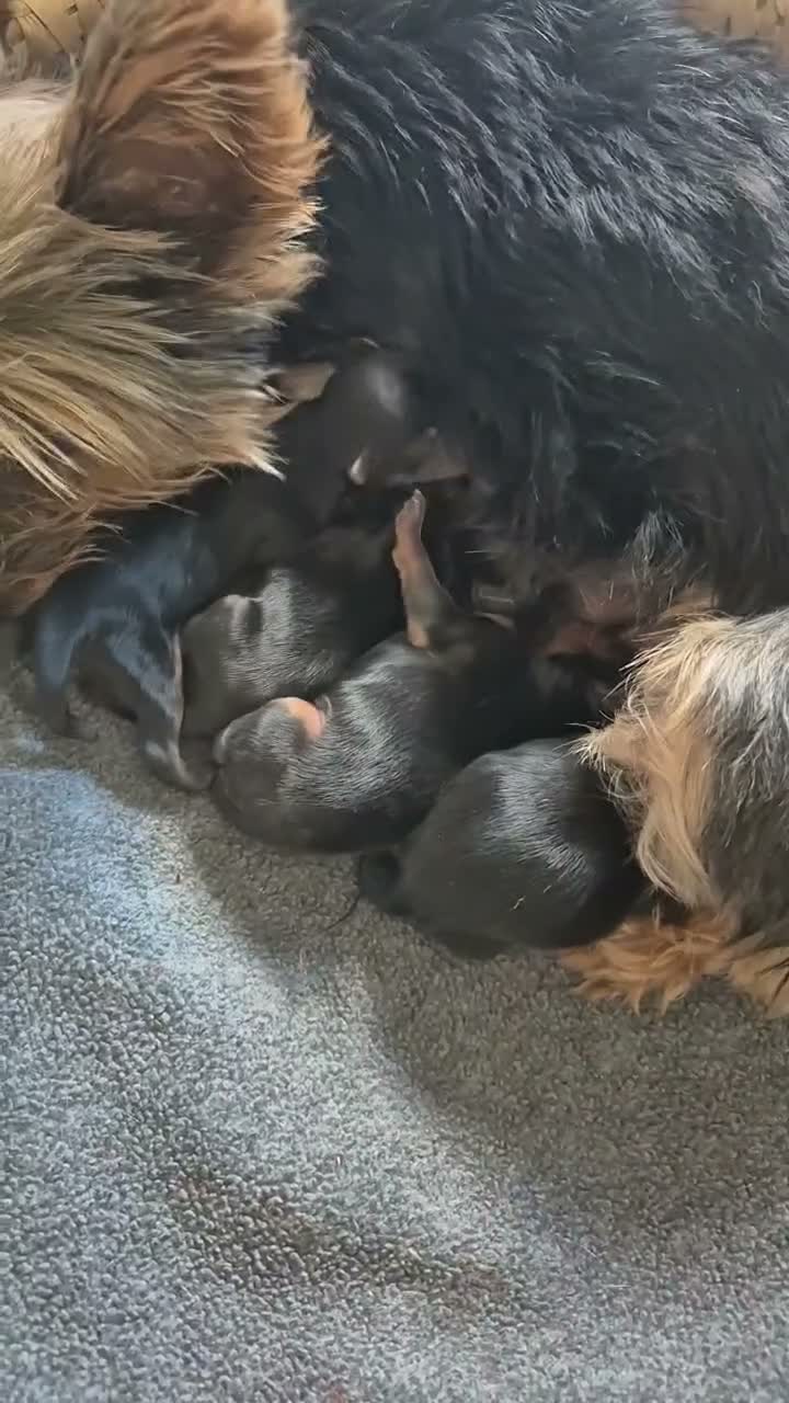 Yorkshire Terrier dogs for sale: Minatur4 yorkshire terrier in Mansfield - Video 1