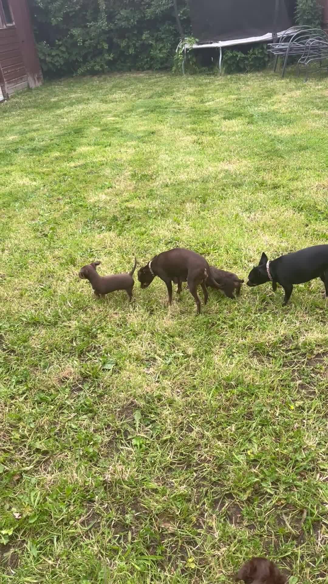 Mixed Breed dogs for sale: Russian Toy cross Miniature Dachshund Puppies in Nottingham - Video 1