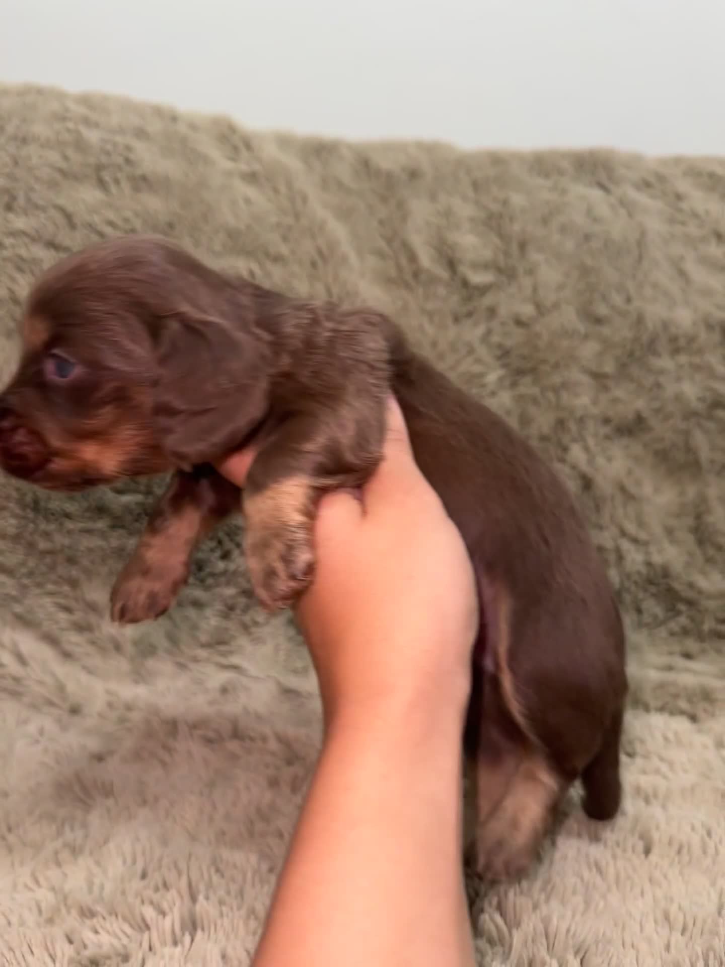 Dachshund dogs for sale: LONG HAIR MINIATURE DACHSHUNDS🤍 - Video 2