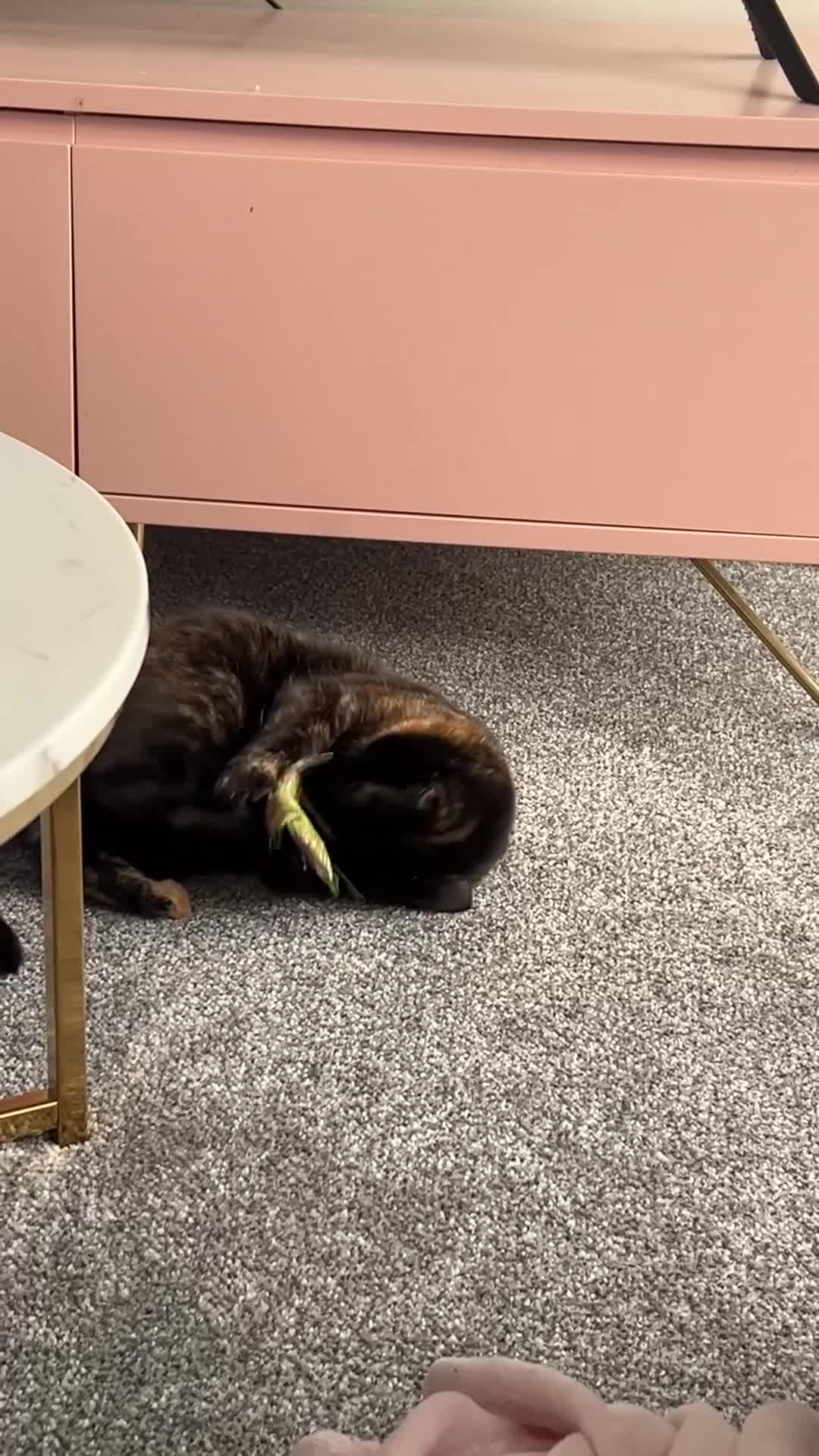 Domestic Shorthair cats for sale: Two beautiful cats looking for a new loving home. - Video 2