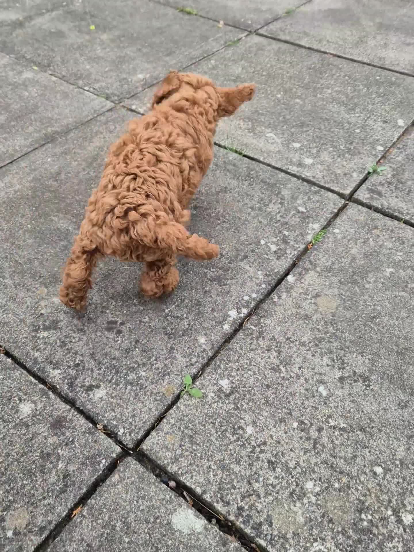 Labradoodle dogs for sale: Male toy labradoodle  - Video 1