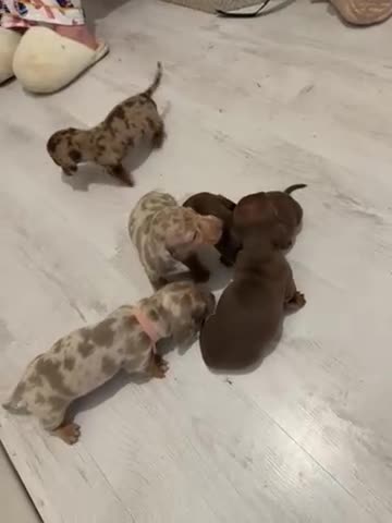 Miniature Dachshund dogs for sale: Miniature dachshund puppies - Video 1